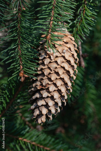 closeup of pine cone on a branch