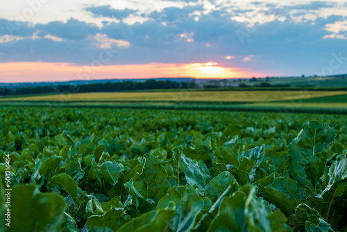 Green agricultural field with sunset sky in summer in Bad Friedrichshall, Germany. Cultivated organic food plantation photo