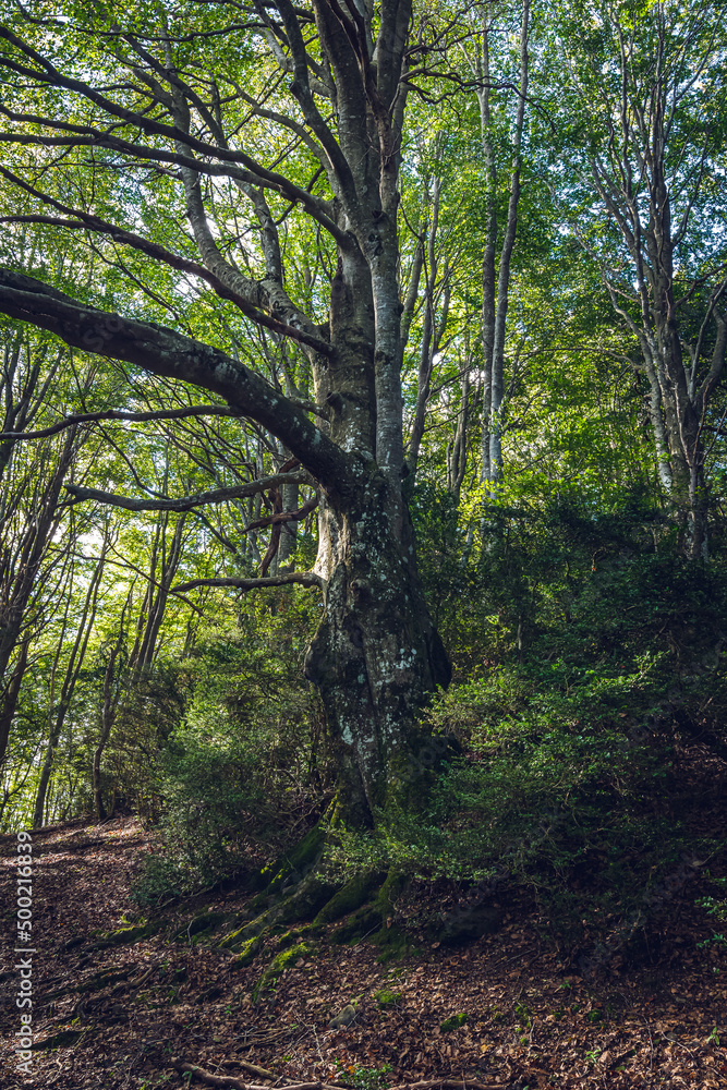 Obraz premium Beautiful old tree in the woods.