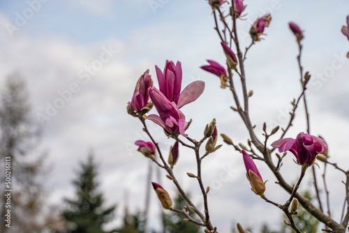 magnolia, kwiaty magnolii, krzew magnolii © Follow the Sun