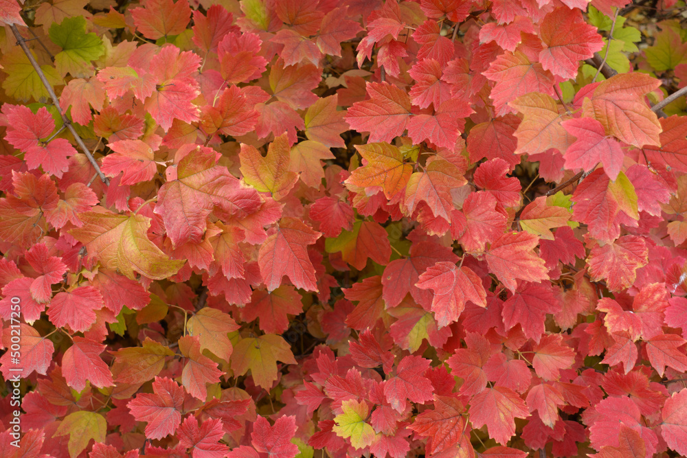 Background - red autumnal foliage of Viburnum opulus in October Background - red autumnal foliage of Viburnum opulus in October