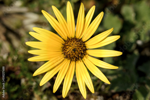 Close-up of a large yellow flower  Arctotheca cal  ndula .