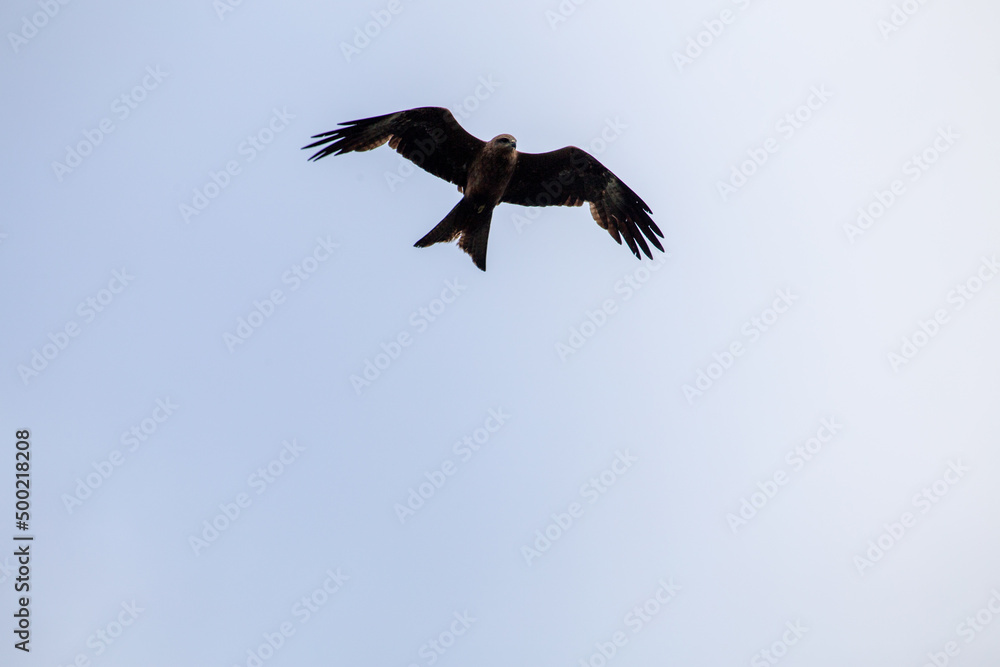 Fototapeta premium Black Kite Eagle Hawk Bird from Australia Flying Isolated