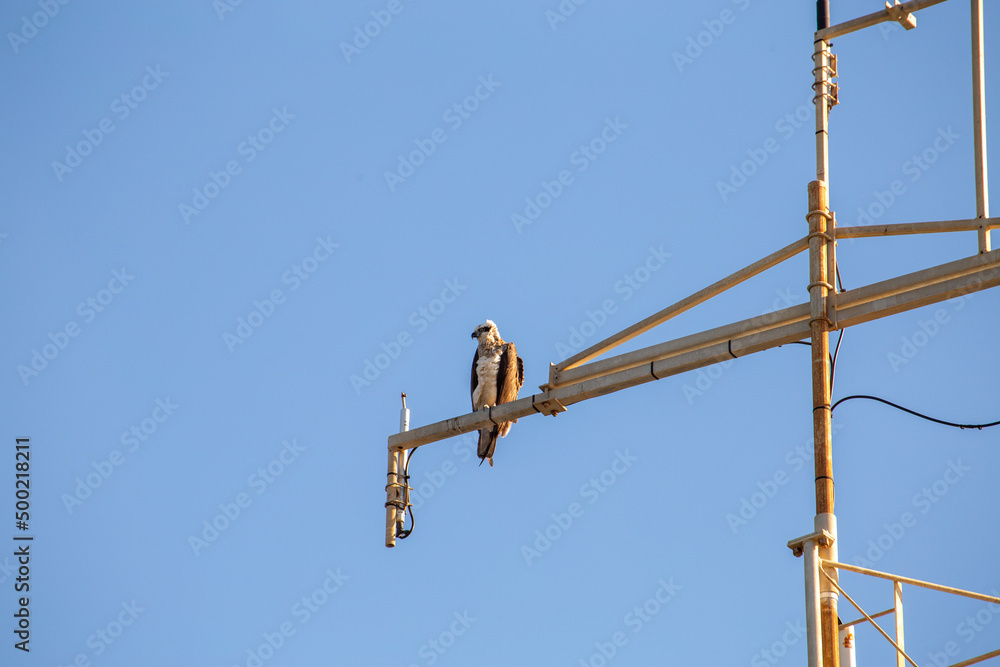 Eagle Standing on Nautical Antenna at Air Sea Rescue Tower Isolated Eagle Standing on Nautical Antenna at Air Sea Rescue Tower Isolated