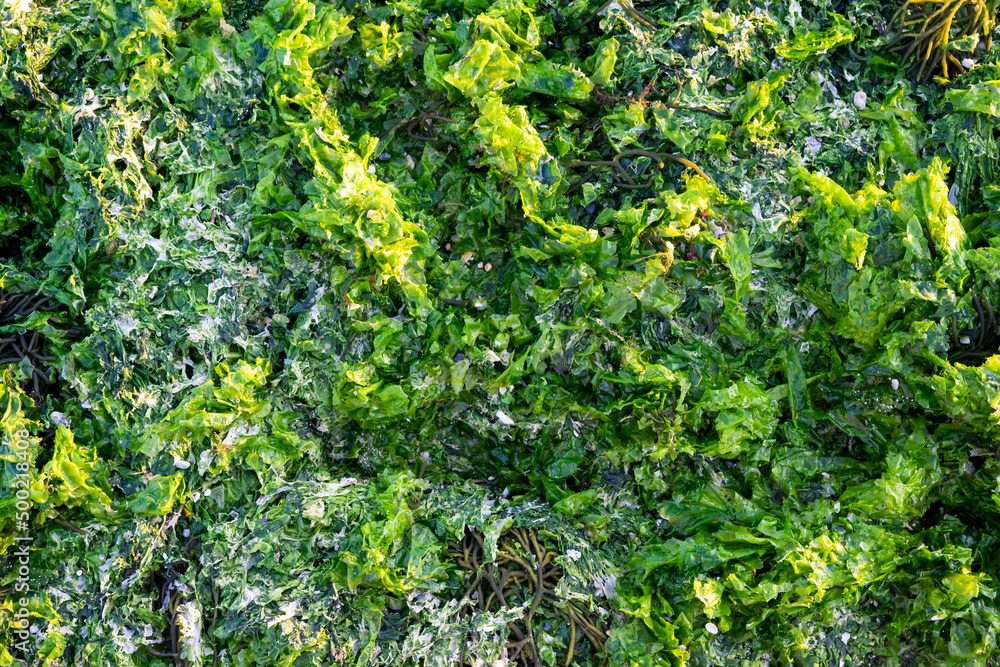 Green seaweed puddle on the beach top shot