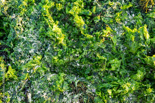 Green seaweed puddle on the beach top shot
