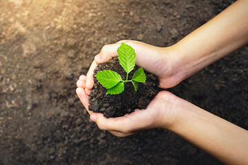 close up hand holding small tree for planting. concept earth day