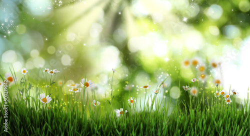 Beautiful blooming chamomiles in green meadow on sunny day , bokeh effect