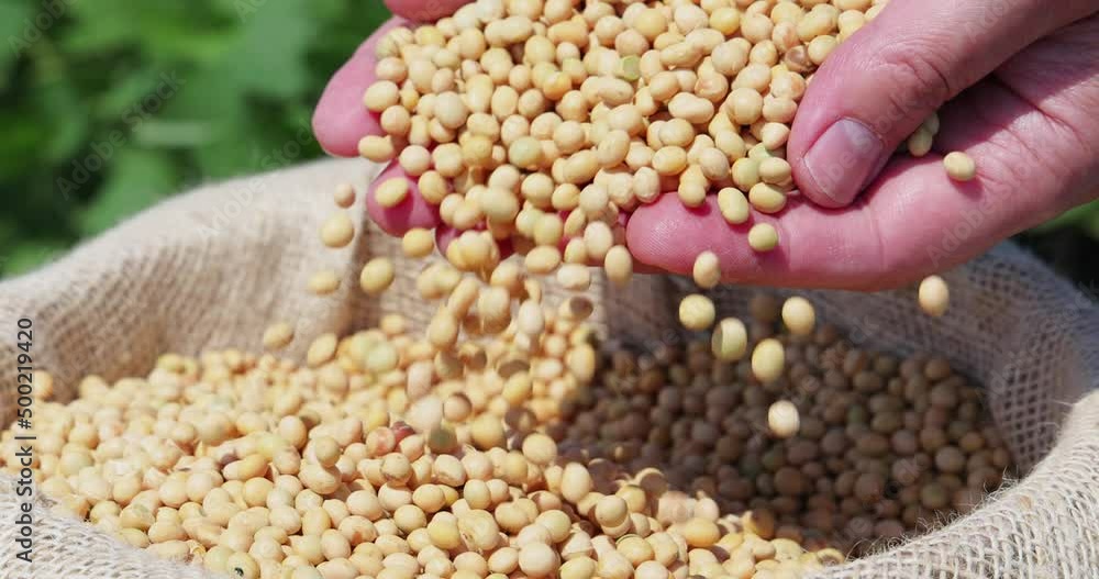 Soybean grain in a hands of successful farmer, in a background green soybean field, agricultural concept. Close up of hands full of soybean grain in jute sack, slow motion Soybean grain in a hands of successful farmer, in a background green soybean field, agricultural concept. Close up of hands full of soybean grain in jute sack, slow motion
