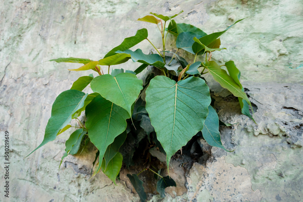 A sacred fig (Ficus religiosa) emerging from a wall. It is also known