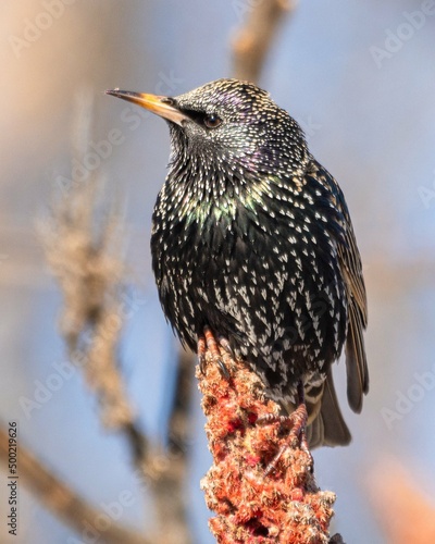 European Starling