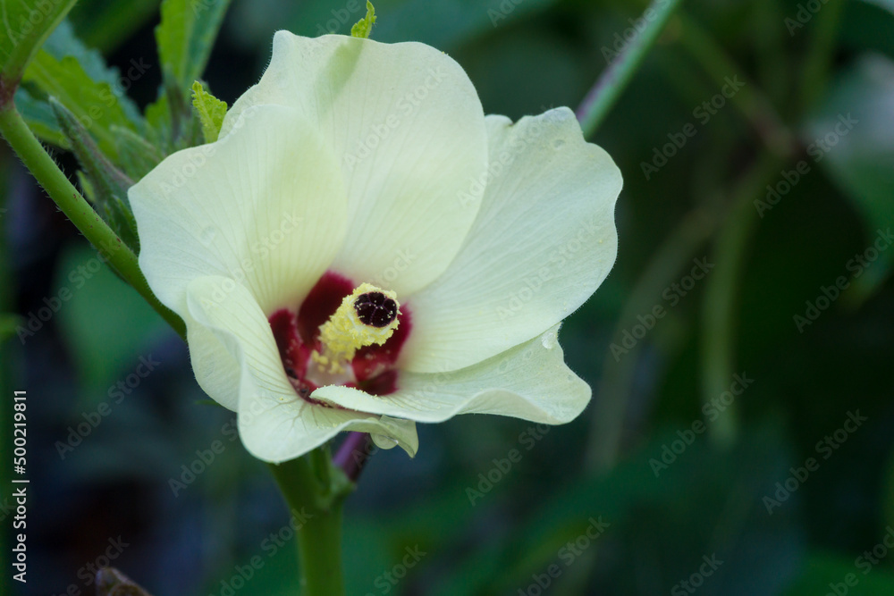 A closeup shot of Okra (Abelmoschus esculentusflower) blooming in the Indian garden. Okra flowers usually bloom for less than a day before dropping off the plant. A closeup shot of Okra (Abelmoschus esculentusflower) blooming in the Indian garden. Okra flowers usually bloom for less than a day before dropping off the plant.