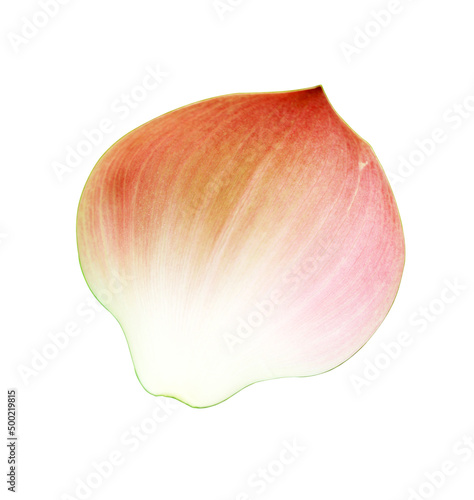 lotus petals flower isolated on white background