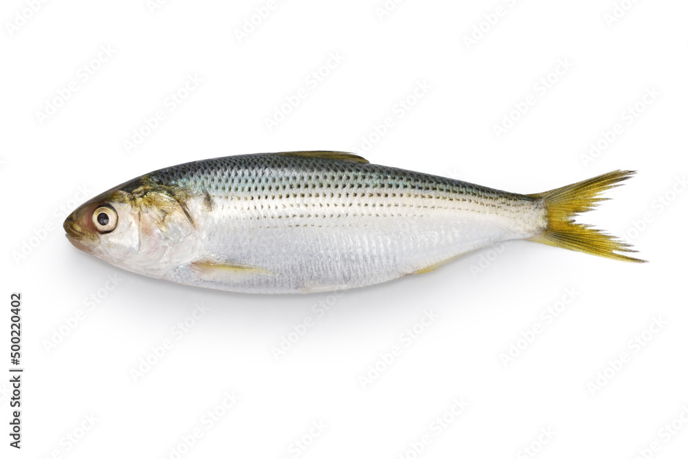 Kohada gizzard shad, Japanese sushi ingredient fish isolated on white background