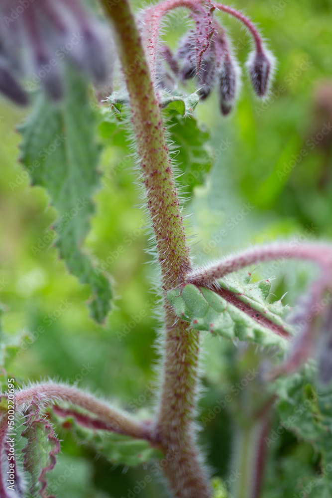 Hairy stem of the Borage plant. Macro image of an edible borage plant. Hairy stem of the Borage plant. Macro image of an edible borage plant.