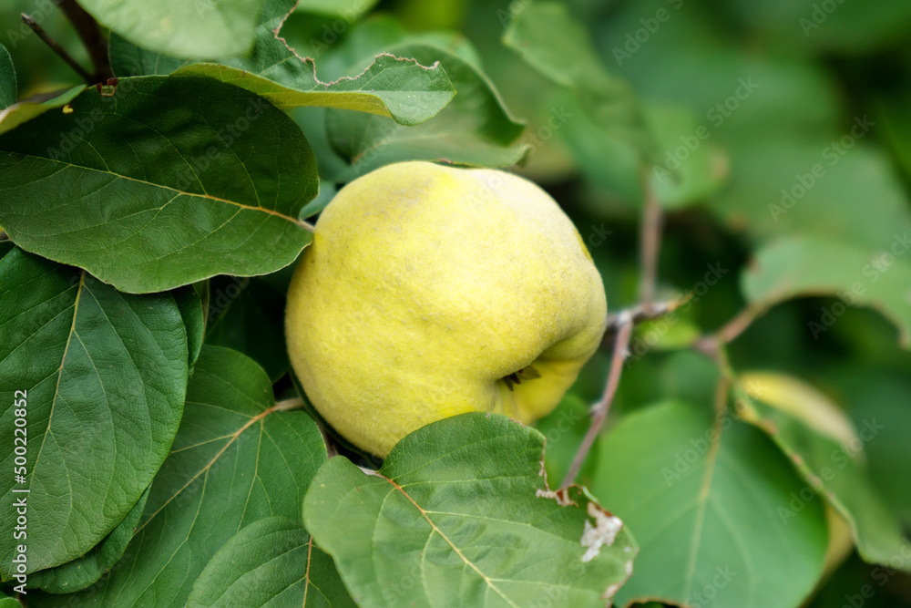 Ripe yellow quince fruits grow on quince. Yellow ripe quinces, selective focus