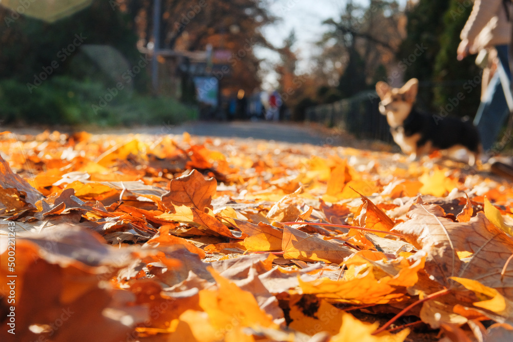Autumn city park. Young people is walking in park in warm sunny autumn day. Orange fall leaves. Autumn city park. Young people is walking in park in warm sunny autumn day. Orange fall leaves.