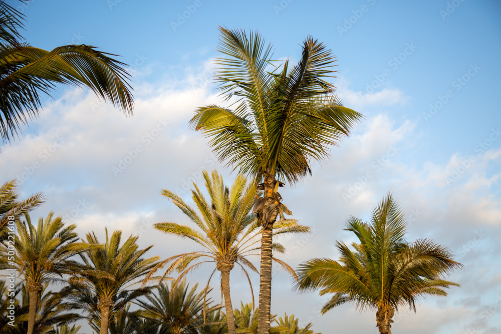 Palmen in einem Park in Spanien