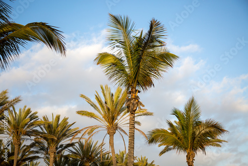Palmen in einem Park in Spanien