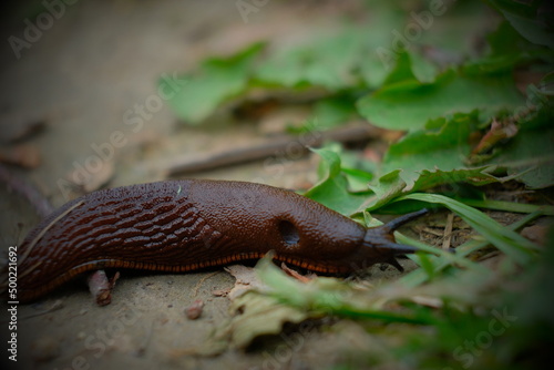 FU 2021-05-10 Natur 82 Eine Schnecke frisst Pflanzen