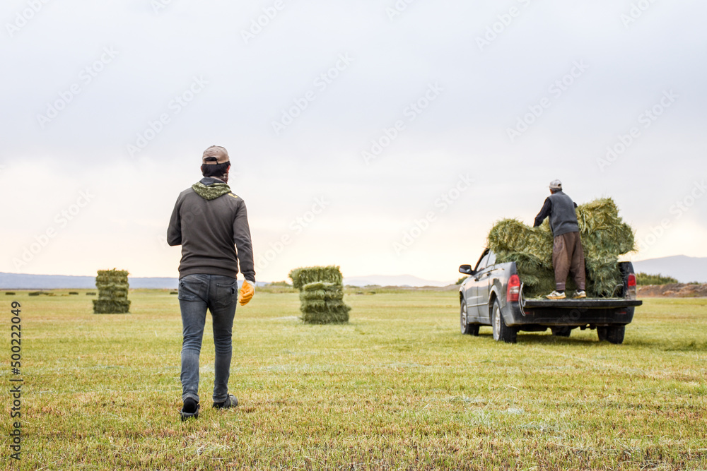 farmers collect green straw and hay bales and load it into pickup truck, harvest time - obrazy, fototapety, plakaty 