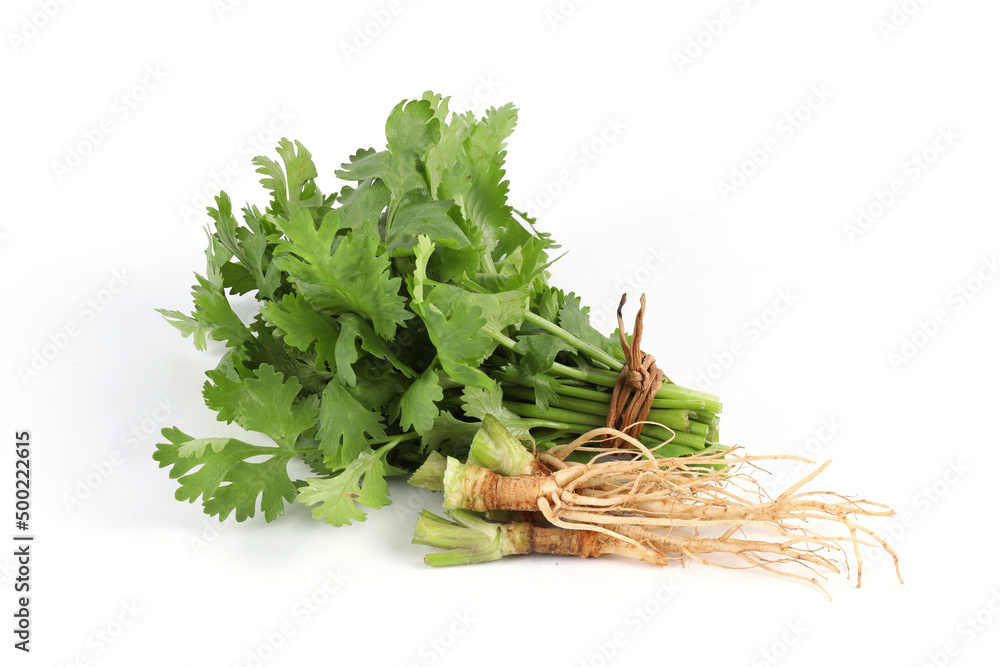 Fresh green coriander and coriander roots are laid out on a white background, tied together, forming a fragrant edible herb. It is used for cooking and decorating food. Fresh green coriander and coriander roots are laid out on a white background, tied together, forming a fragrant edible herb. It is used for cooking and decorating food.