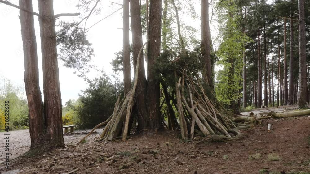 Tree branch building in pine forest park built by children playing in the outdoors on a sunny spring day on Blackheath Surrey Hills Tree branch building in pine forest park built by children playing in the outdoors on a sunny spring day on Blackheath Surrey Hills
