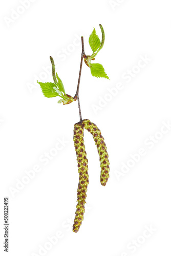 Spring birch branch (Betula pendula) with earrings and young leaves isolate on white, clipping path, no shadows. Twig of early spring birch with small green leaves and catkins isolated on white.