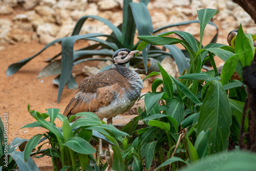 A buff-crested bustard (Lophotis gindiana) standing in the trees photo