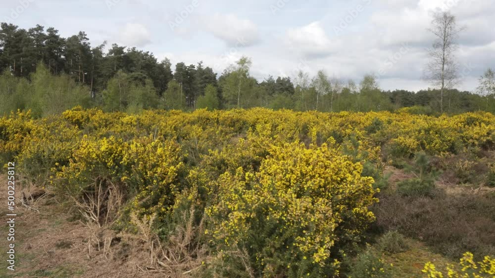 Gorse covered heathland near woodland in spring on Blackheath Surrey Hills Gorse covered heathland near woodland in spring on Blackheath Surrey Hills