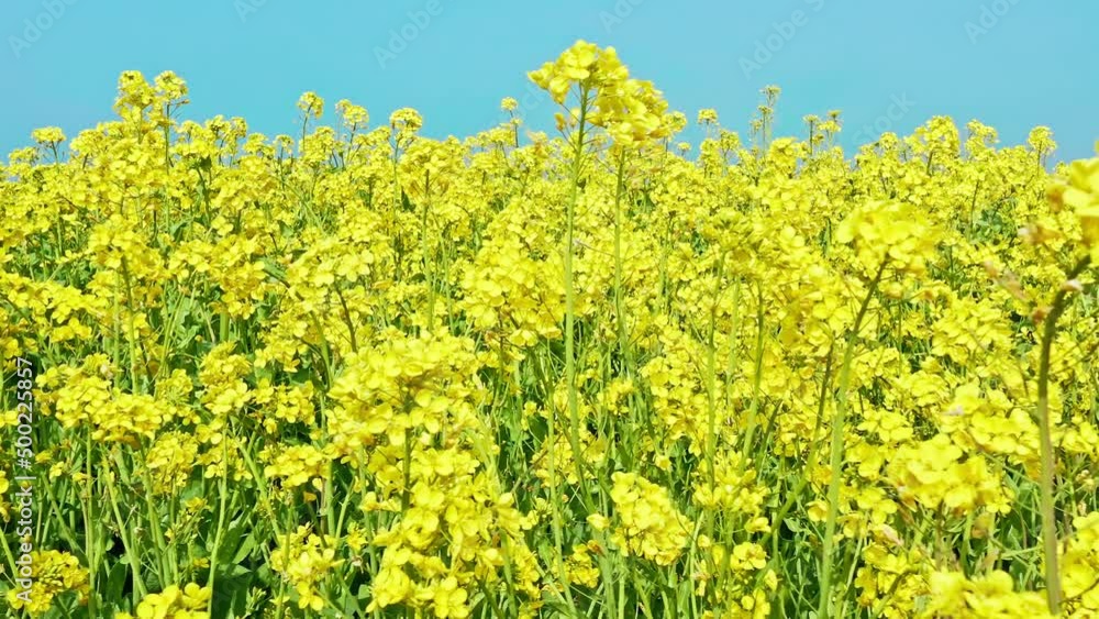 Yellow rape flowers blooming in spring. 4K real time footage. Yellow rape flowers blooming in spring. 4K real time footage.