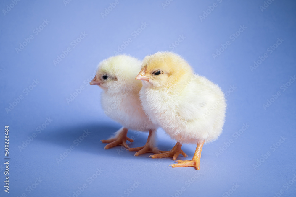 Beautiful couple, little chicks on violet studio background. Isolated picture for design, decorative theme. Newborn poultry chicken. Easter, farm concept