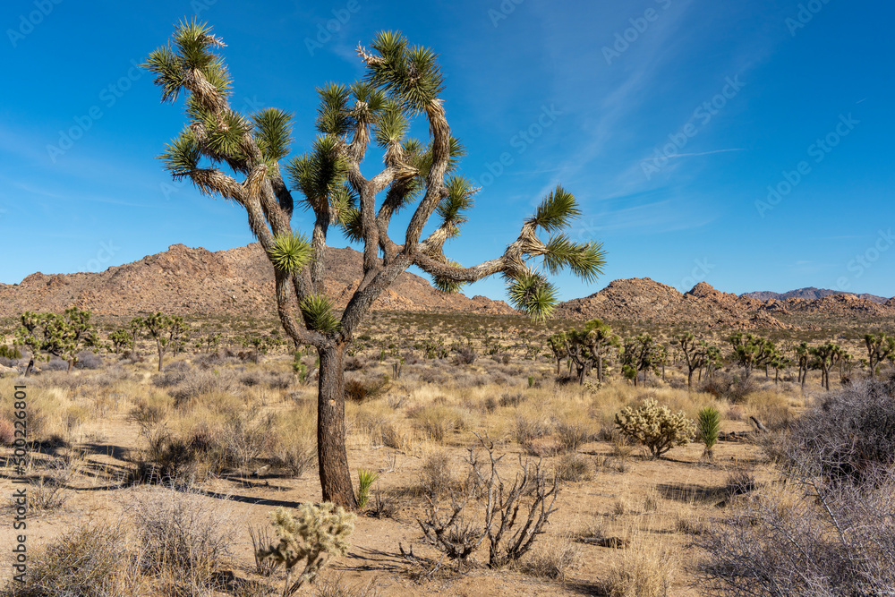 Joshua Tree Nationalpark im Januar / Roadtrip / Kalifornien / Palm Springs