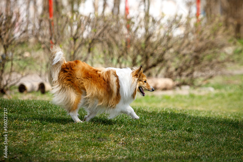 Sheltie dog outdoors on a sunny summer day running on a green meadow. © 9parusnikov