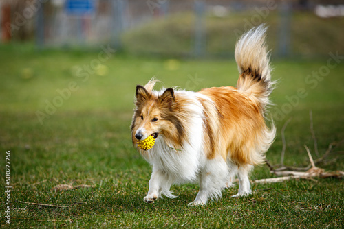 Playful happy pet dog puppy sheltie running in the grass and playing with a ball. © 9parusnikov