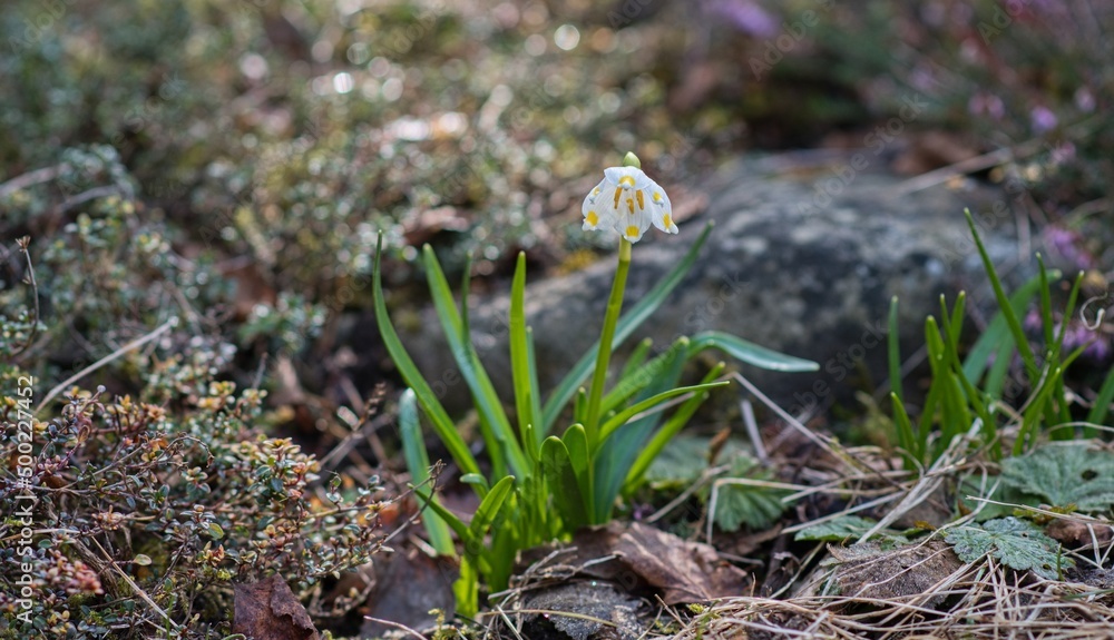 spring flower on the moss spring flower on the moss
