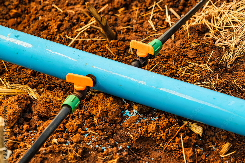 Installation of drip irrigation system used in agriculture. It is the