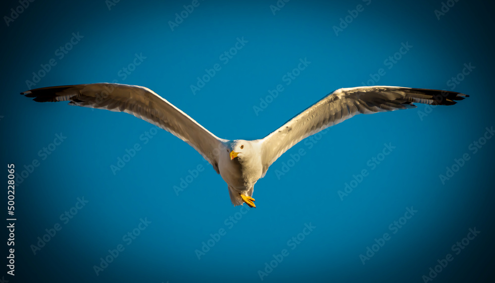 Bird in flight withe a yellow beak Bird in flight withe a yellow beak