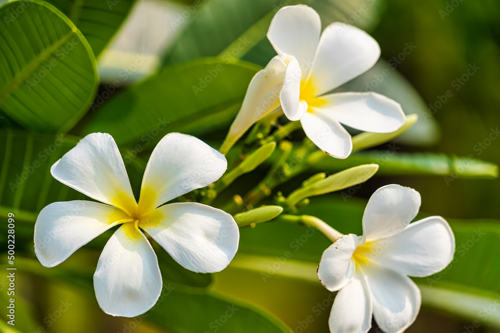 Fototapeta premium white and yellow frangipani flowers with natural background