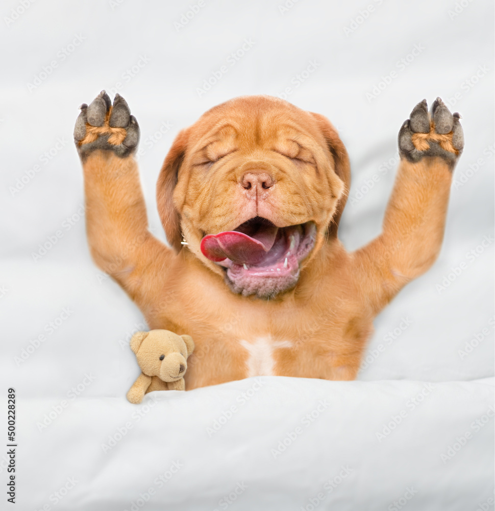 Funny Mastiff puppy sleeps with open mouth and tongue out under white warm blanket on a bed at home. Top down view Funny Mastiff puppy sleeps with open mouth and tongue out under white warm blanket on a bed at home. Top down view