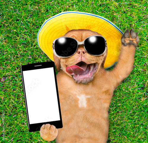 Funny Mastiff puppy wearing sunglasses and summer grass lying on green summer grass and shows empty screen of smartphone. Top down view © Ermolaev Alexandr