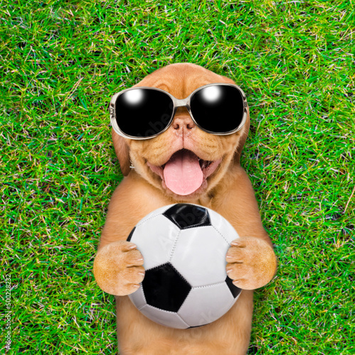 Happy mastiff puppy wearing sunglasses holds a soccer ball on green summer grass © Ermolaev Alexandr