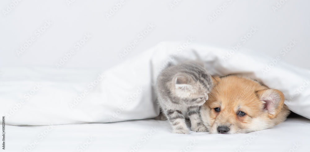 Cute kitten sniffs sleepy Pembroke welsh corgi puppy under warm blanket on a bed at home. Empty space for text