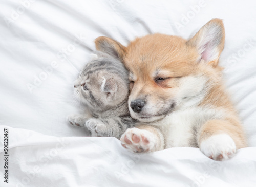Cozy Pembroke Welsh corgi puppy lying with tiny tabby fold kitten under white warm blanket on a bed at home. Top down view