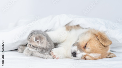 Friendly Pembroke Welsh corgi puppy hugs tiny kitten under warm blanket on a bed at home