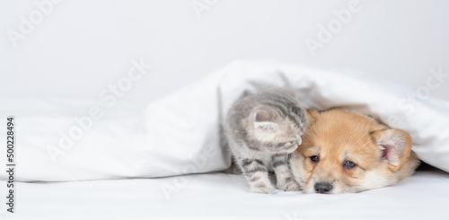 Cute kitten sniffs sleepy Pembroke welsh corgi puppy under warm blanket on a bed at home. Empty space for text