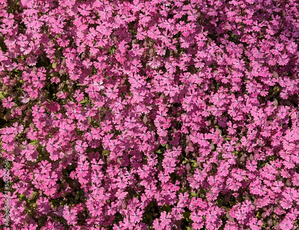 Moss phlox of pink cherry blossoms that grow in clusters