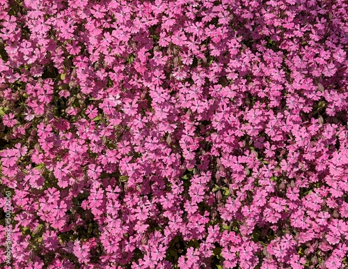 Moss phlox of pink cherry blossoms that grow in clusters