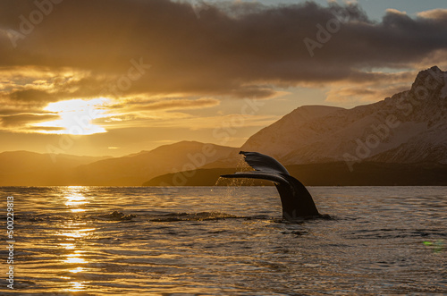 Humpback whale