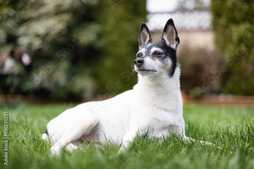 Adorable Toy Fox Terrier Dog playing on grass outside.